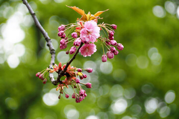 branch with pink sakura flowers on a blurred green background side view. nature in spring