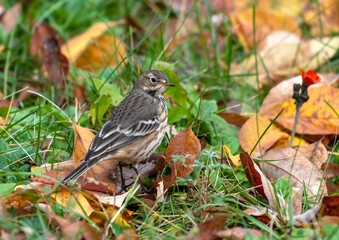 American Pipit