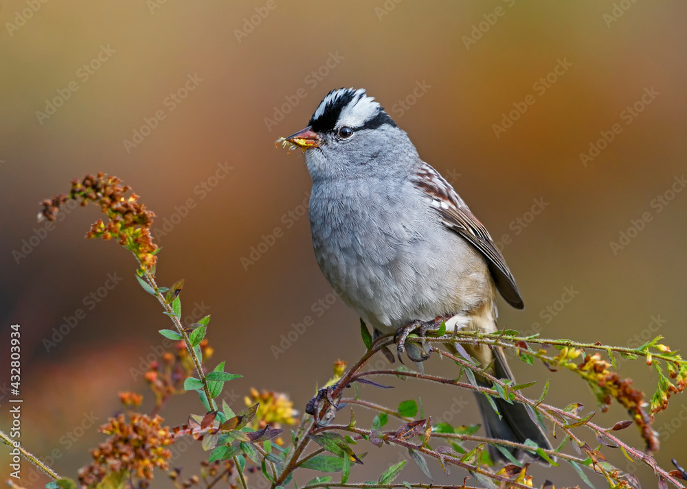 Wall mural white-crowned sparrow perched in goldenrod