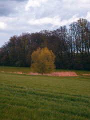 Fototapeta premium Baum allleine im Herbst