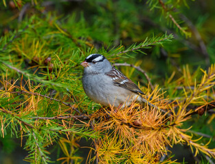White-crowned Sparrow