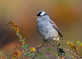 White-crowned Sparrow perched in Goldenrod