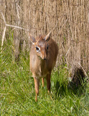 Fototapeta premium small antelope a Dik Did.