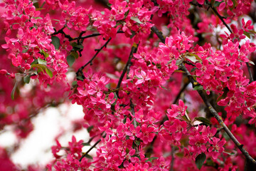 many small pink flowers on cherry tree in spring . pink background