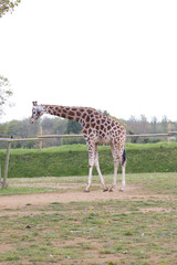 giraffe in the zoo