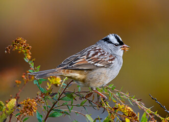 White-crowned Sparrow with Goldenrod