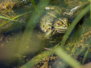 Grenouille