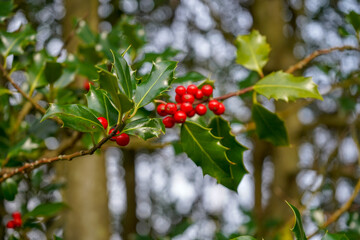 Close up of fresh red holly berries on a holly bush