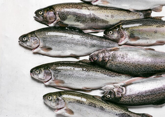Fresh raw Rainbow trouts on a light board. Preparations for cooking delicious fish. Top view. Copy space.
