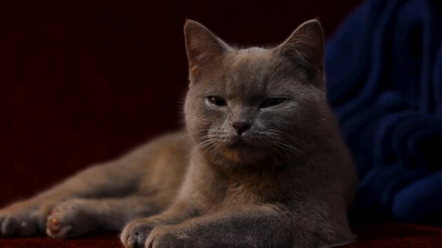 A beautiful gray British cat is resting on a burgundy sofa. The cat is ashy. The burgundy nose of the cat. Soft pet
