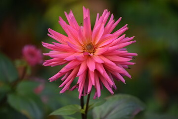 pink dahlia flower