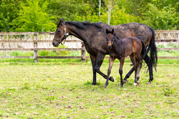 A foal and her mare in the Irish National Stud in Ireland County Kildare