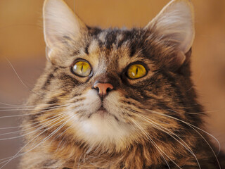 Beau chat