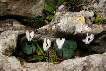 White flowers and green leaves of Cyclamen balearicum between rocks, a wildflower native to Majorca 