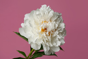 Delicate peony flower isolated on pink background.
