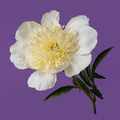 White with yellow center peony flower isolated on purple background.