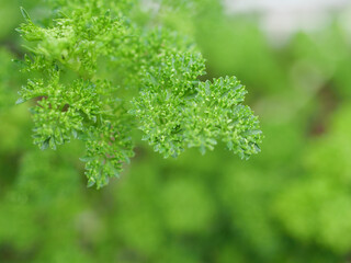 パセリの葉