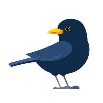Common blackbird is a species of true thrush. It is also called Eurasian blackbird. Scientific name Turdus merula. Cartoon flat style character of ornithology, vector illustration isolated on white