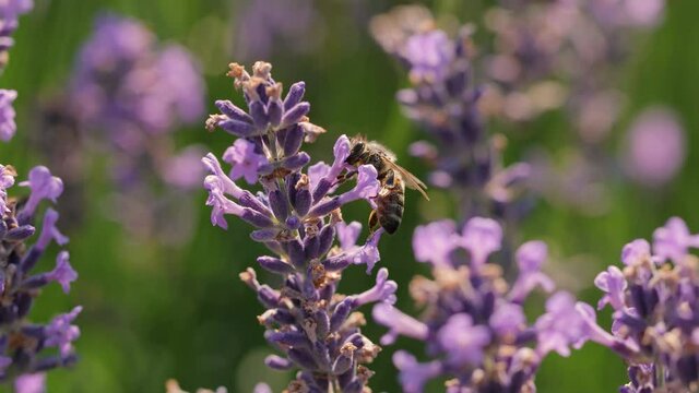 Lavender flower visiter by bees