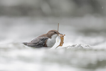 European Dipper with leave in the beak in the rushing river (Cinclus cinclus)