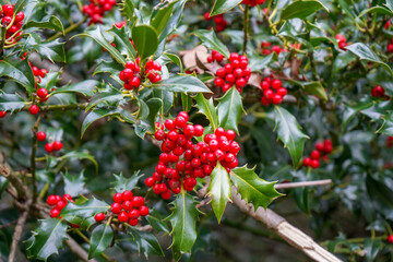 Close up of fresh red holly berries on a holly bush