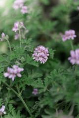 Nature of  Bodrum, Turkey