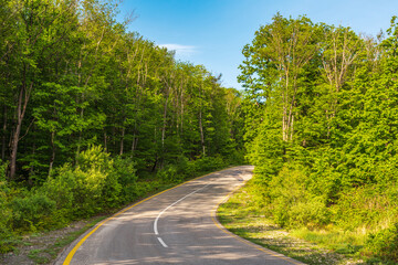 A winding asphalt road in a green forest
