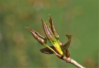 a twig with young poplar leaves