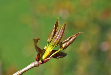 a twig with young poplar leaves