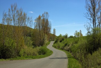 Fototapeta premium a field road through bushes and trees