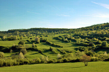 landscape with trees and bushes on a hill
