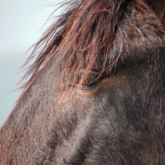 beautiful black horse portrait in the nature