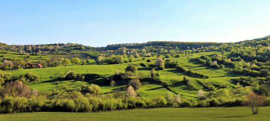 Fototapeta na wymiar a spring landscape with trees on a hill