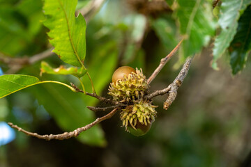 Acorns grows into an sawtooth oak tree in Fukuoka city, JAPAN.