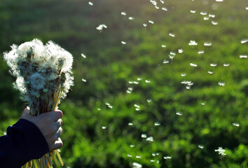 a closeup with dandelion seeds floating in the air