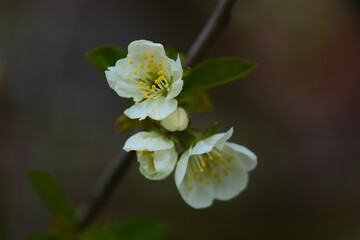 white cherry flowers in the garden