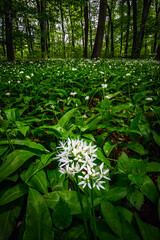 Mecsek, Hungary - White wild garlic flowers (Allium ursinum or Ramsons) blooming in the wild forest of Mecsek at springtime