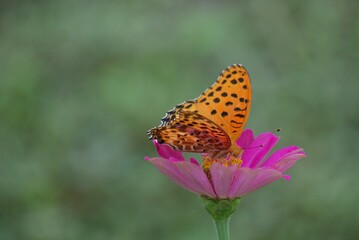 Butterfly picking powder