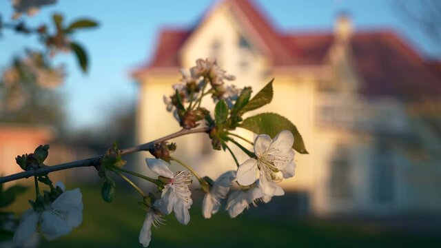 Close-up White Blossom Flowers on Cherry Tree Branch. Orchard Garden in Backyard. Cottage House Background. Spring Season. 2x Slow motion 60fps 4K