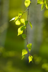 Birch trees in the forest