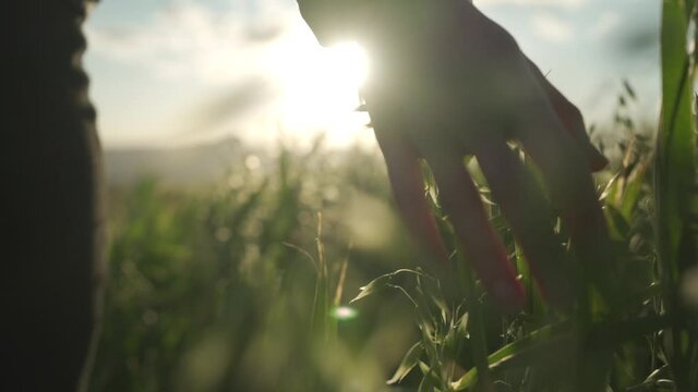 Cinematic tracking shot of a women running her hand through tall green grass with the sun shinning in the background on a summers day