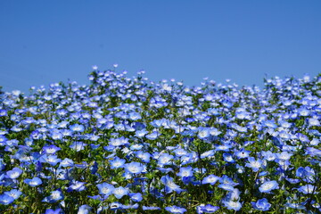 群生するネモフィラ