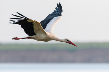 Ciconia ciconia - Barza alba - White stork
