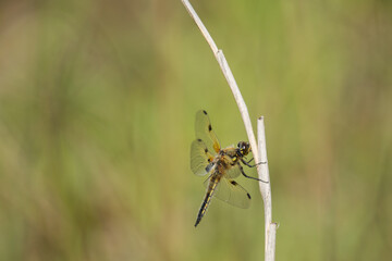 Libellule