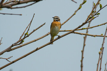 Saxicola rubetra - Maracinar mare - Whinchat