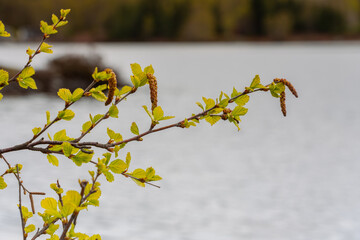 The leaves have sprung out on the birch.