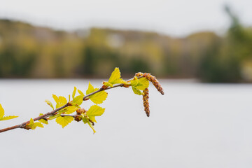 The leaves have sprung out on the birch.