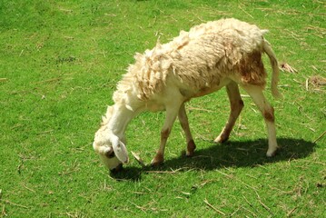 A cute white and brown sheep eating grass at a farm. Animal concept.