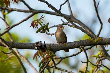 Luscinia megarhynchos - Privighetoare roscata - Common nightingale