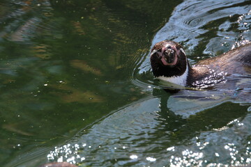 penguin in the water